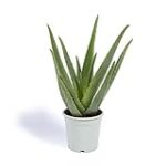 ¿Aloe Vera o Sábila? Descubre cuál es la mejor opción para tus productos de barbería