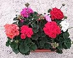 Beneficios del pelargonium en la barbería: análisis y comparativa de productos destacados