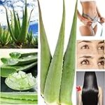 Aloe Vera y Sábila: ¿Son lo Mismo? Descubre la Verdad en los Productos de Barbería